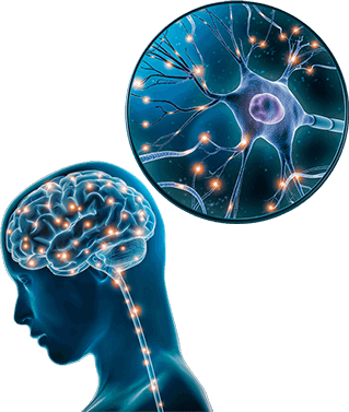 The Brain Song Brain